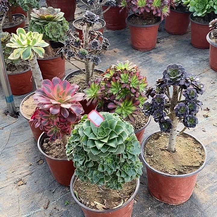 1，6颗多肉法师多肉法师