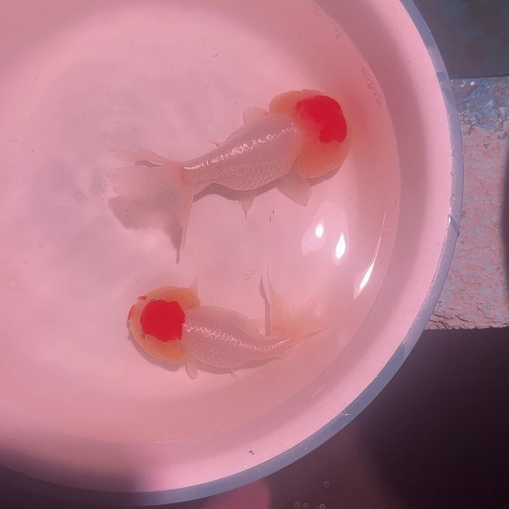 金鱼超***咯11111111111