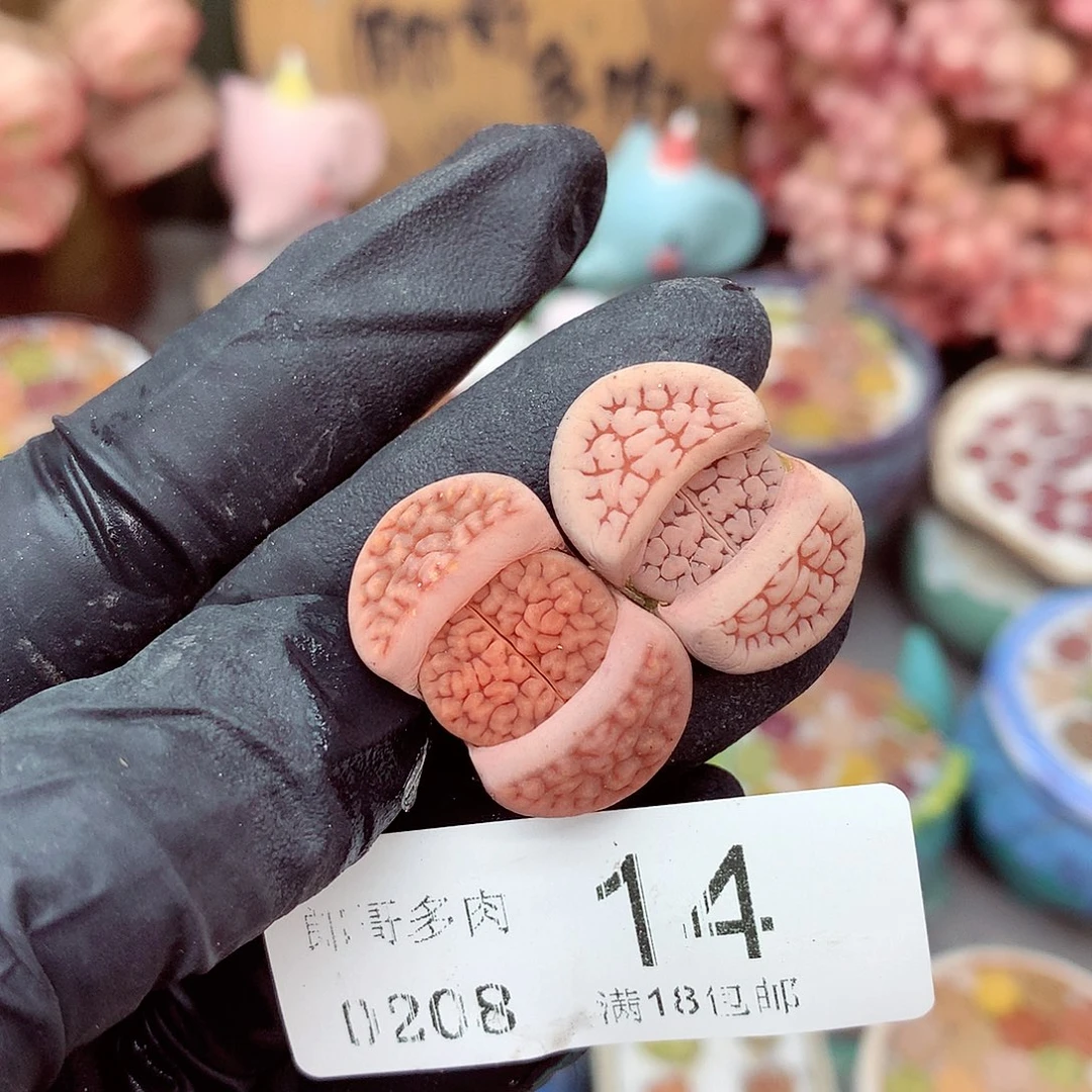 生石花满18包邮8-14