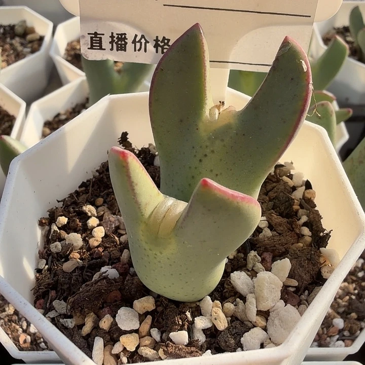 £***张141。多肉植物的生长发育