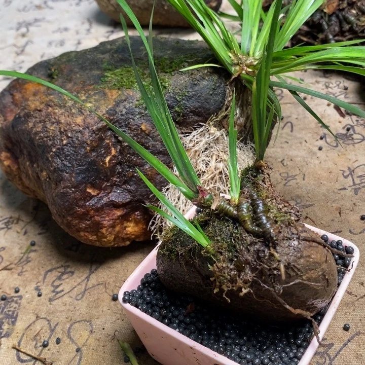 Z****E菖蒲不敢给您电话