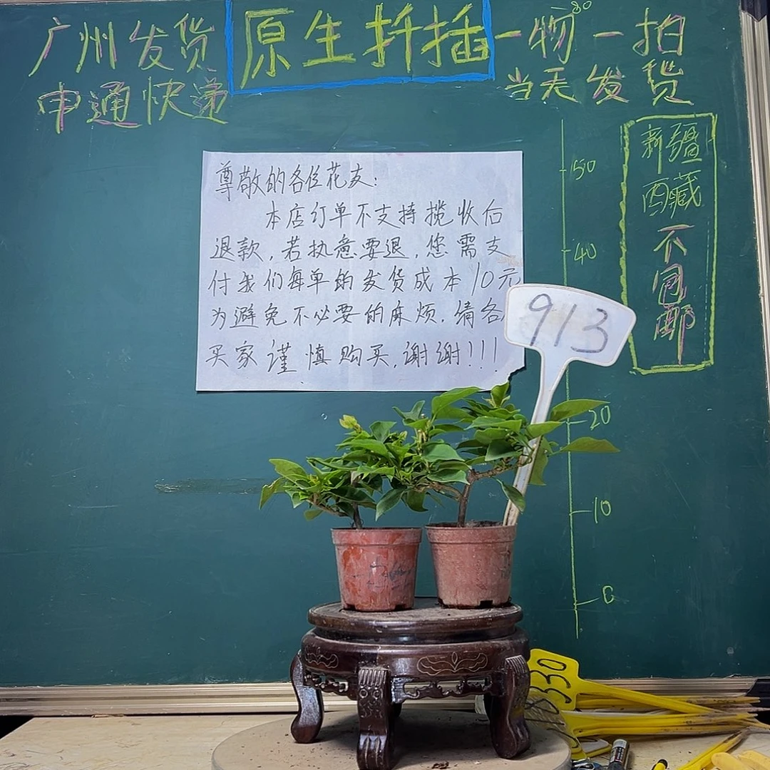 当前无花栽培后可以开花漳红樱掌中宝 绿叶水晶掌中宝913