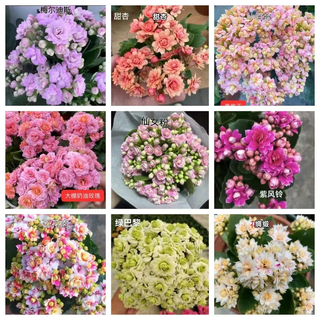 长寿花盆栽 四季花卉  懒人花卉 年宵花（叶损盆损不包）