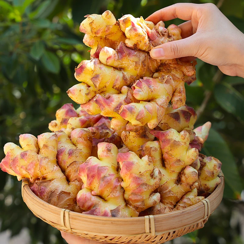 产地直发新鲜现挖小黄姜嫩姜生姜可用于醋泡的当季蔬菜