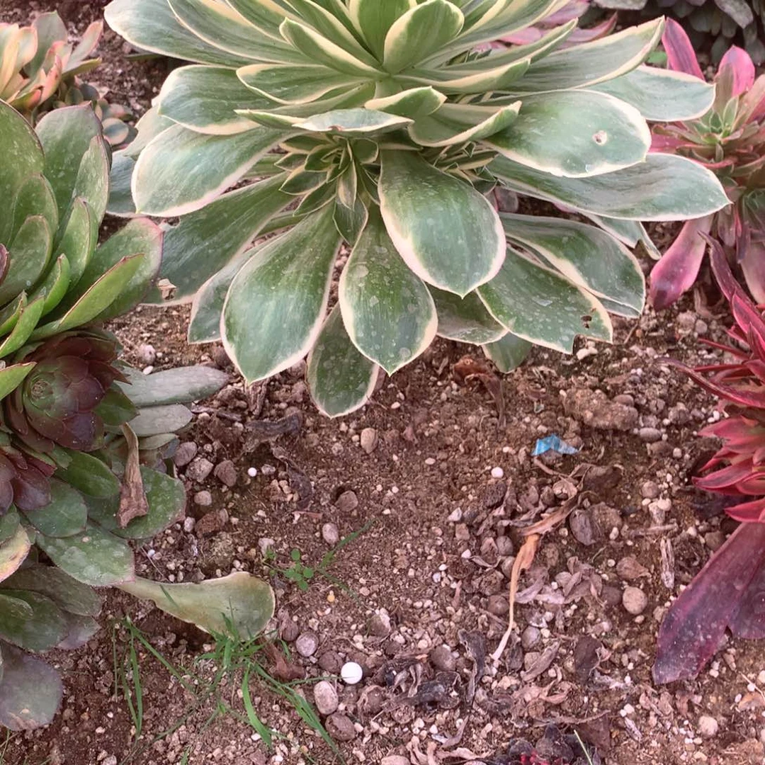 多肉植物大叶禄玫瑰200
