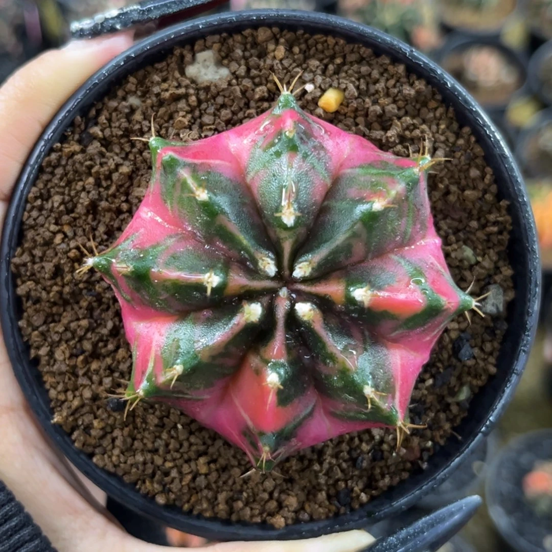 泰系米哈锦 带盆土发货6cm