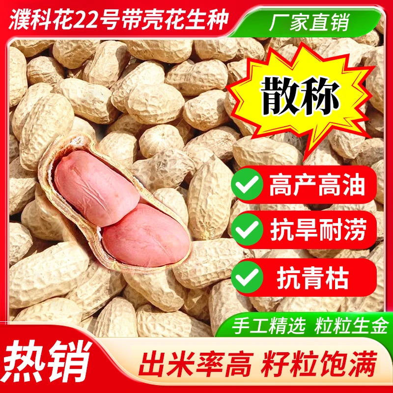 【散称5公斤】濮科花22号高产花生种子可留种三年出米率高出油率高