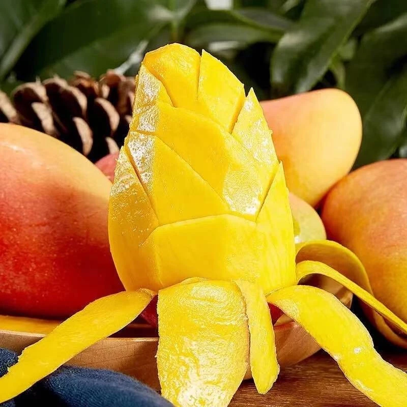 【催熟食用】海南贵妃芒/彩虹芒/坏果包赔/放软食用/3斤/4.5斤/8斤