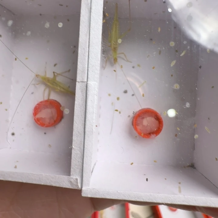 蟋蟀过冬紫竹林2只