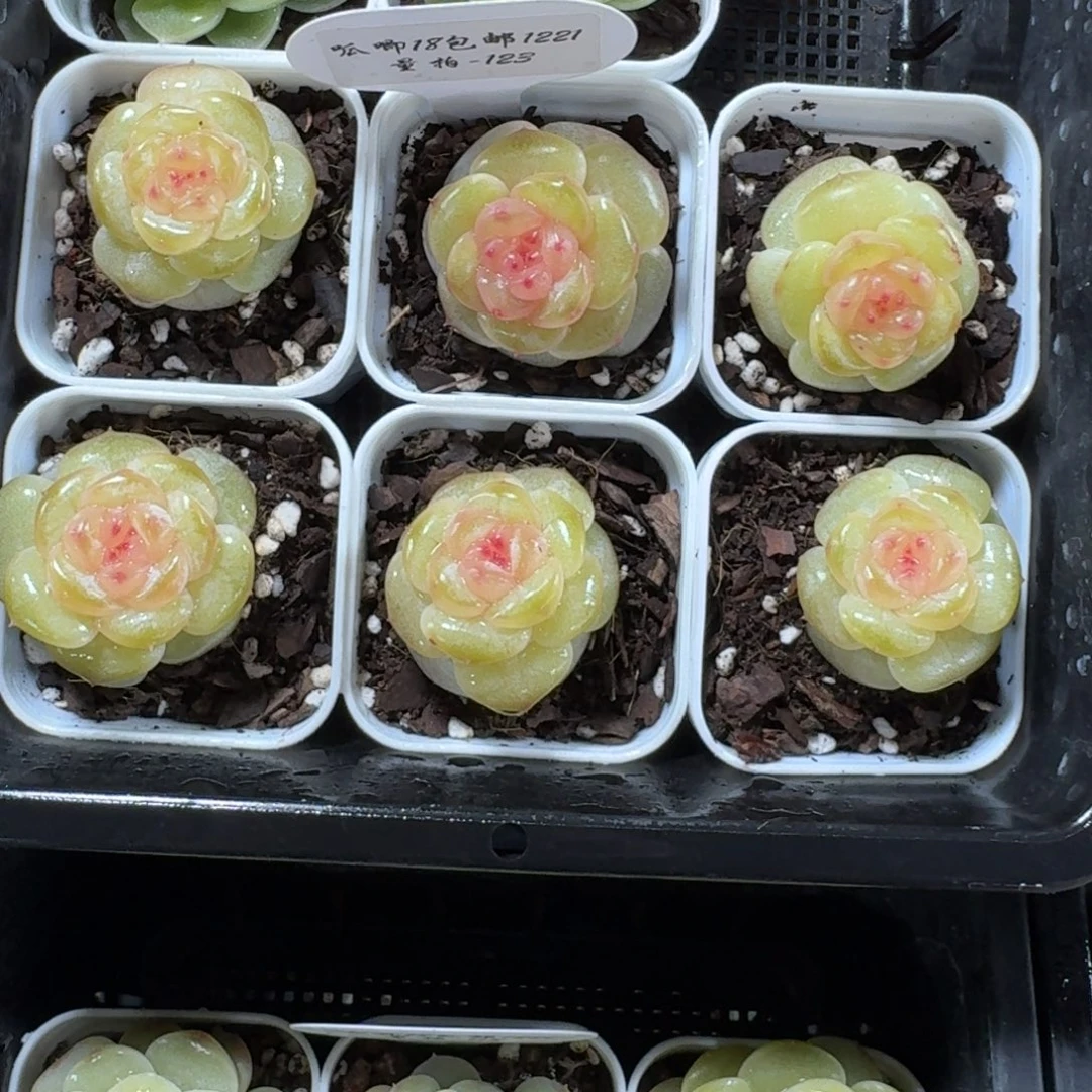 1221-123-露华浓一颗量拍