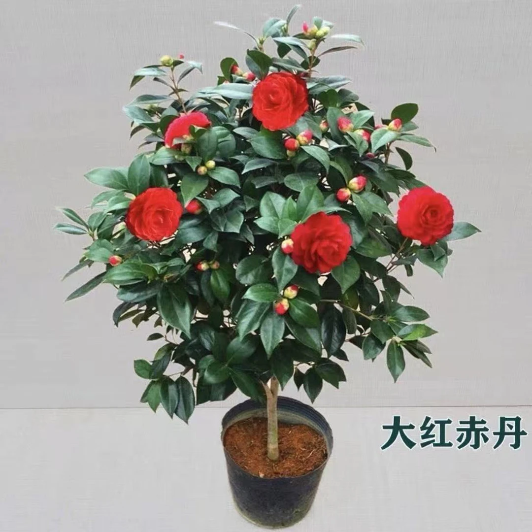 【一物一拍】茶花绿植盆栽 地栽带花苞 原盆原土南北方种植耐寒好养