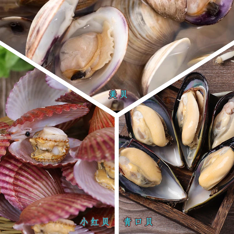 新鲜贝类套餐 红贝8-10个/斤 美贝/12-15个/斤 青口贝10-12个/斤