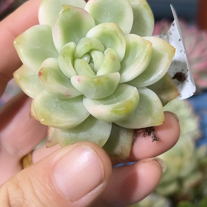 186冰月亮锦炸多肉植物