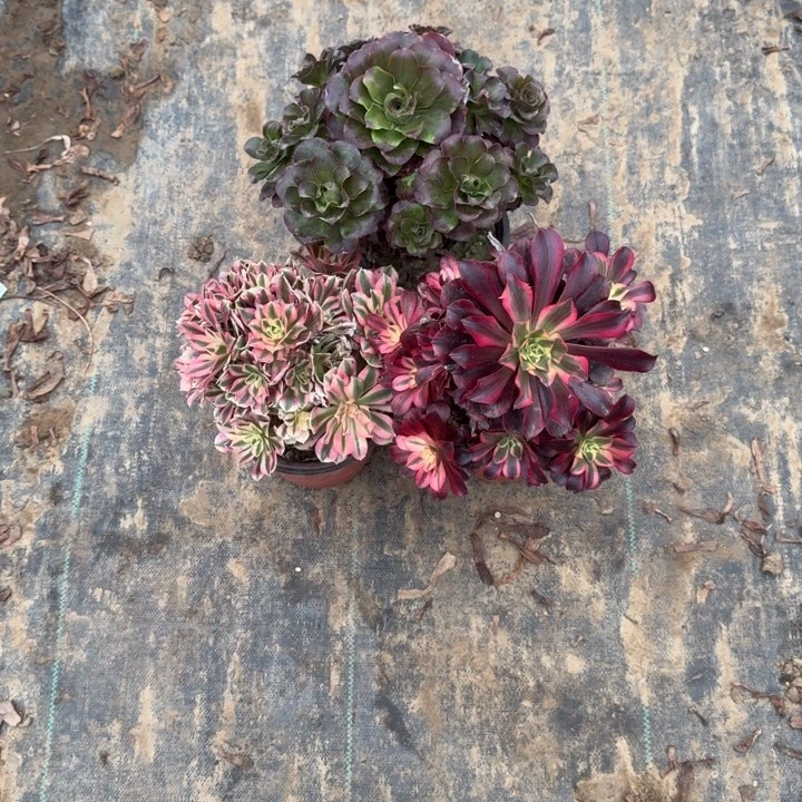 8***5一单包邮不包侧枝5