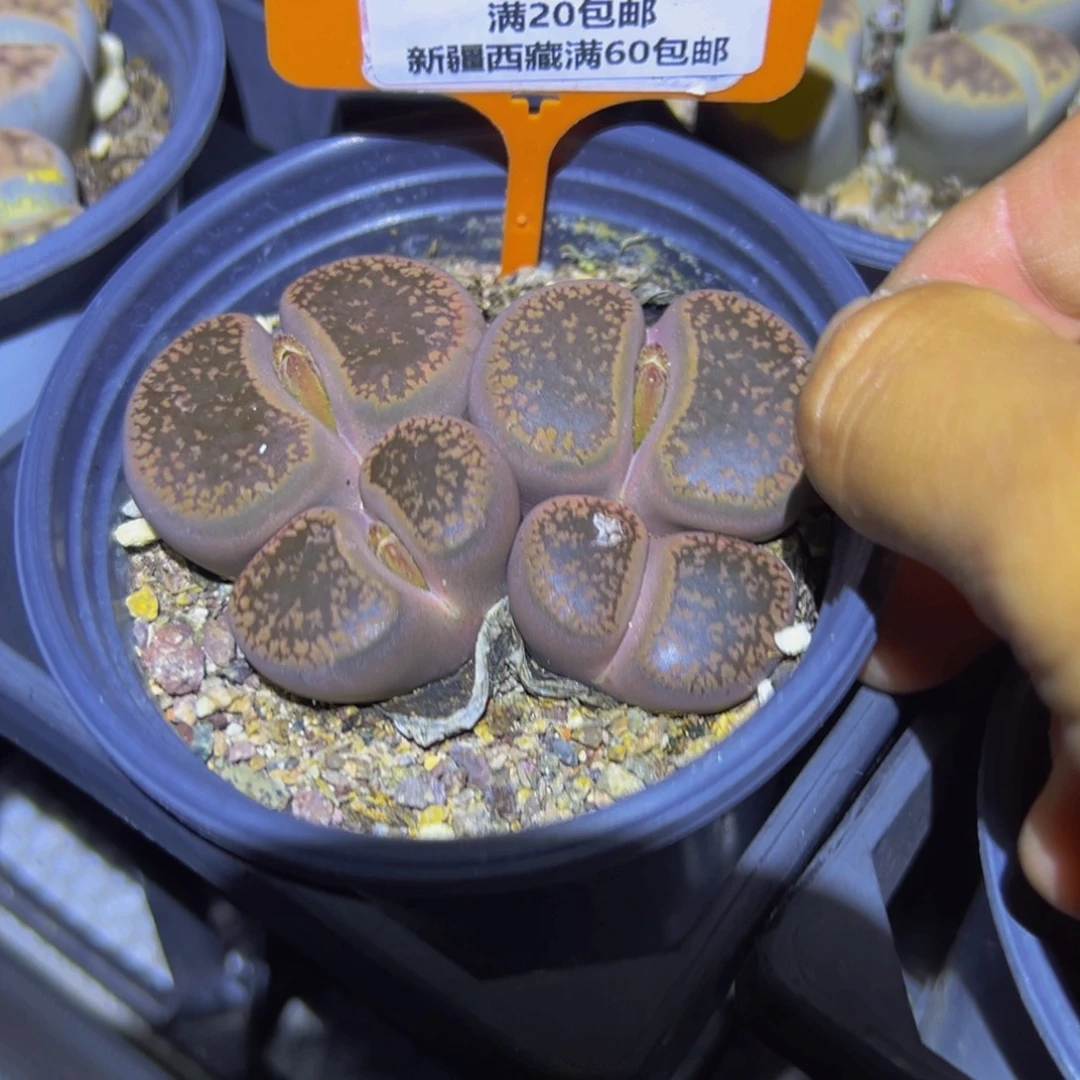 321 一物一拍，默认有伤，介意勿拍，不退不换