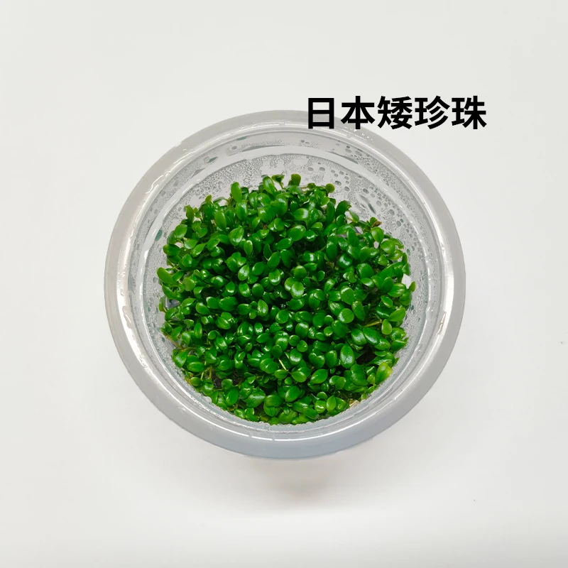 【今日福利//日本矮珍珠 无菌杯//前景草】无菌杯阴性水草鱼缸造景