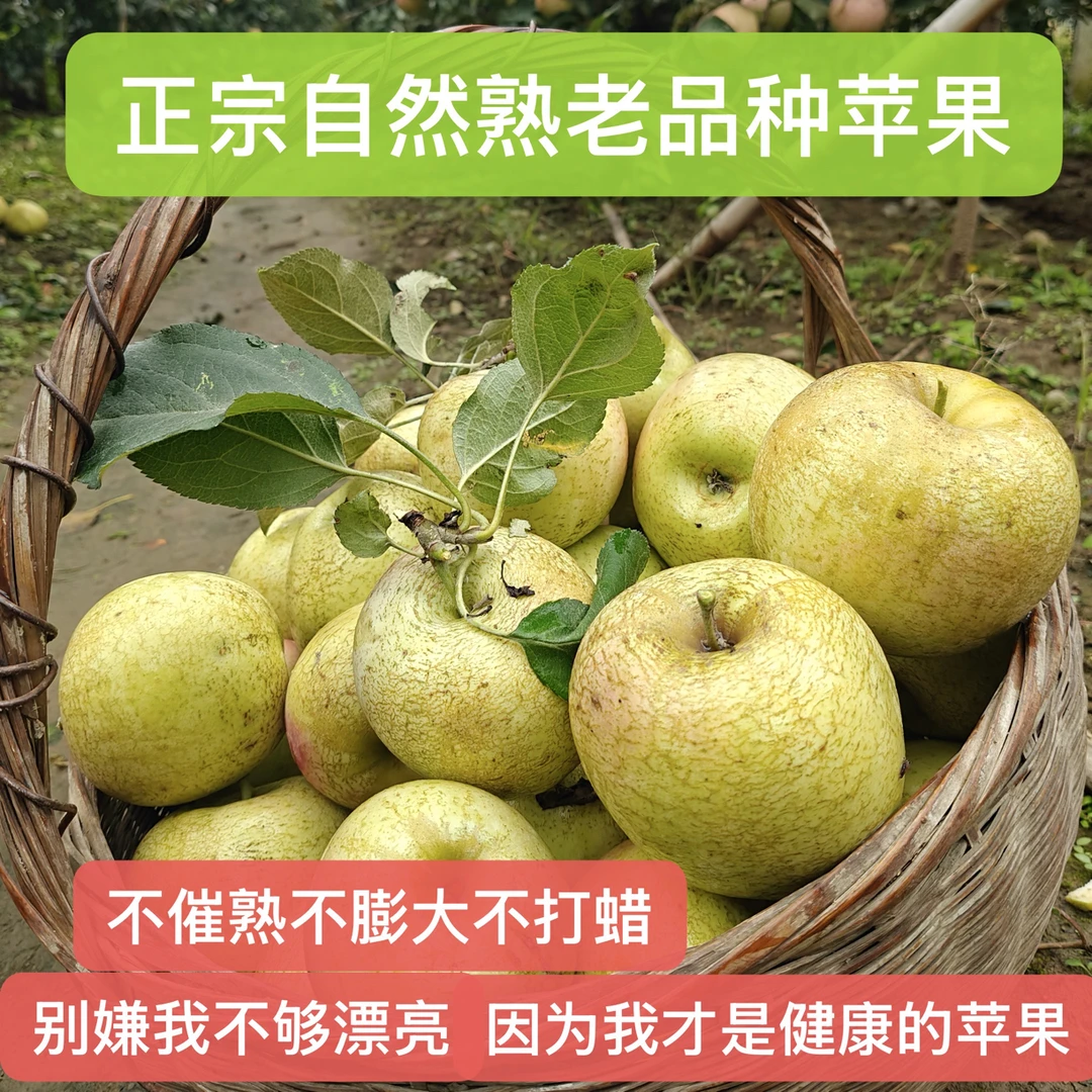 【产地直发】苏北正宗头茬老品种酸甜丑苹果脆甜现摘现发新鲜水果