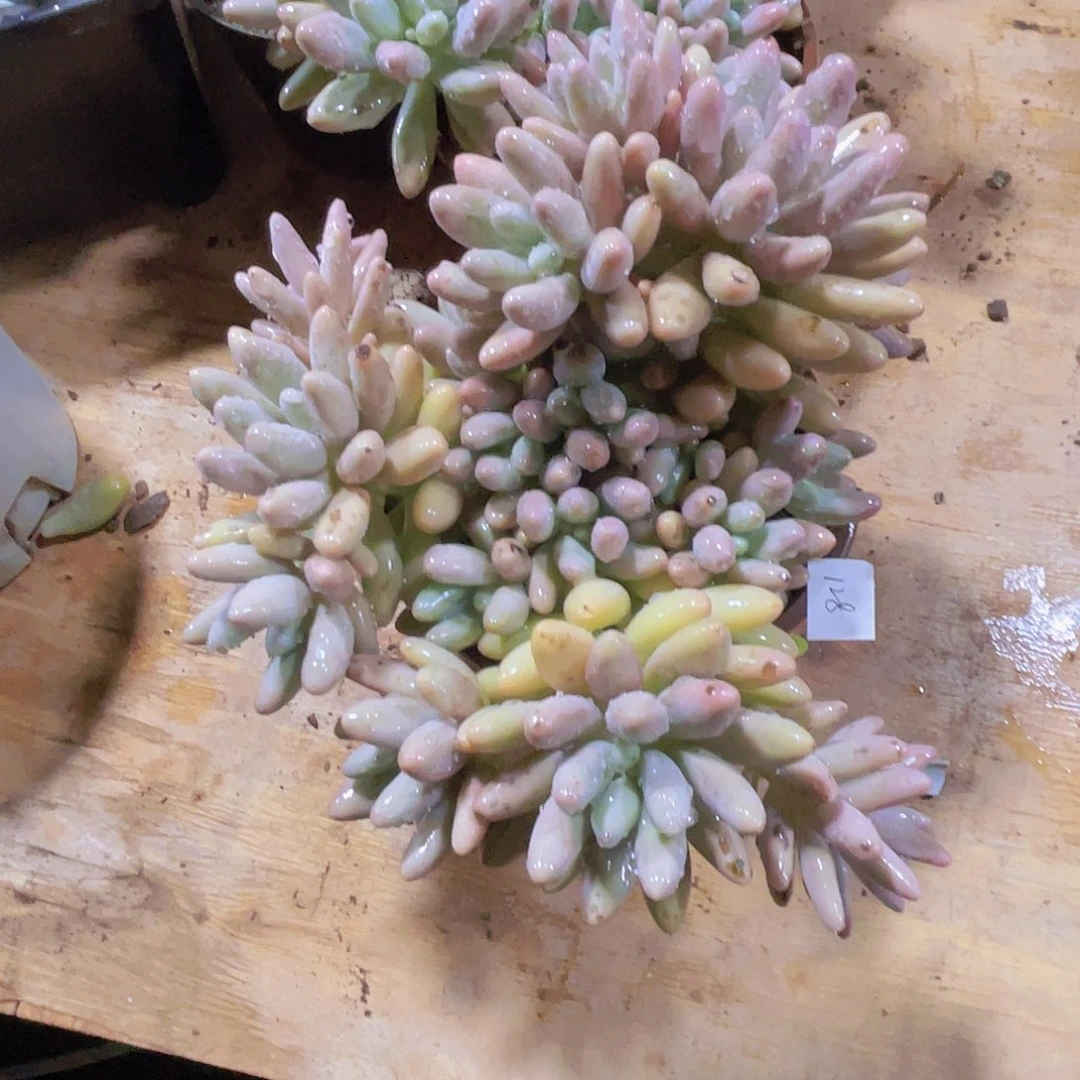 粉***薇0000000000000000128