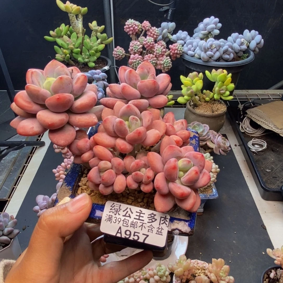 957樱花洛神多肉8c m