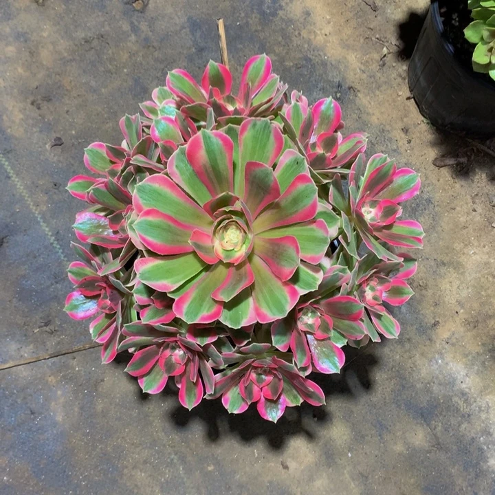 无花朵粉女郎00000000