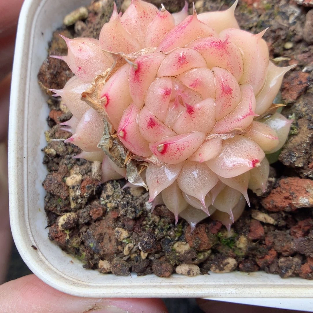 F109y yy y y y y y y y y