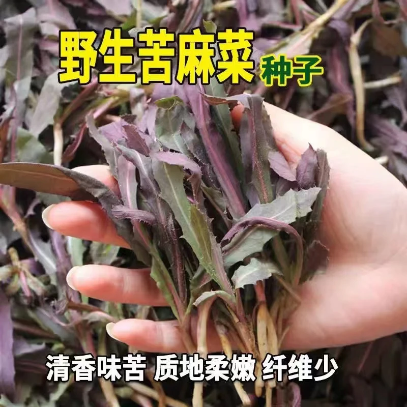拍三送一野生曲麻菜苦麻菜种子 野生红曲麻菜东北野菜播种植物