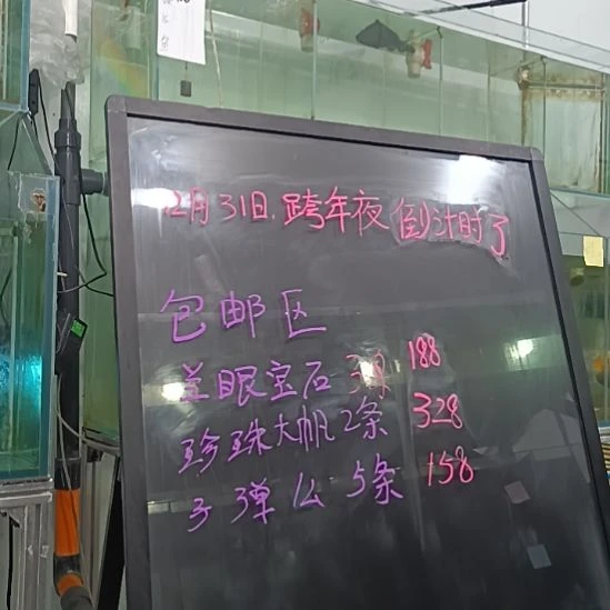 海水鱼珍珠大帆观赏鱼2条
