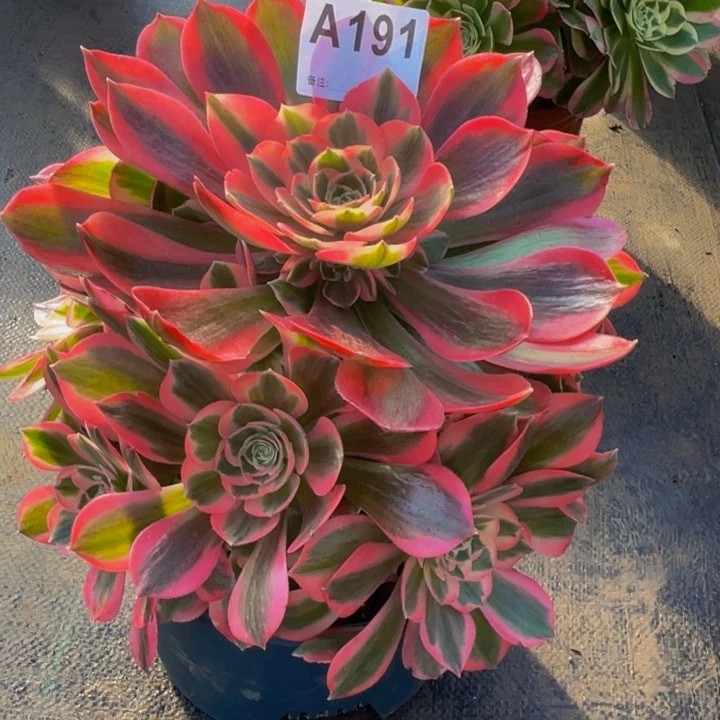 女郎191寄养，福利出了