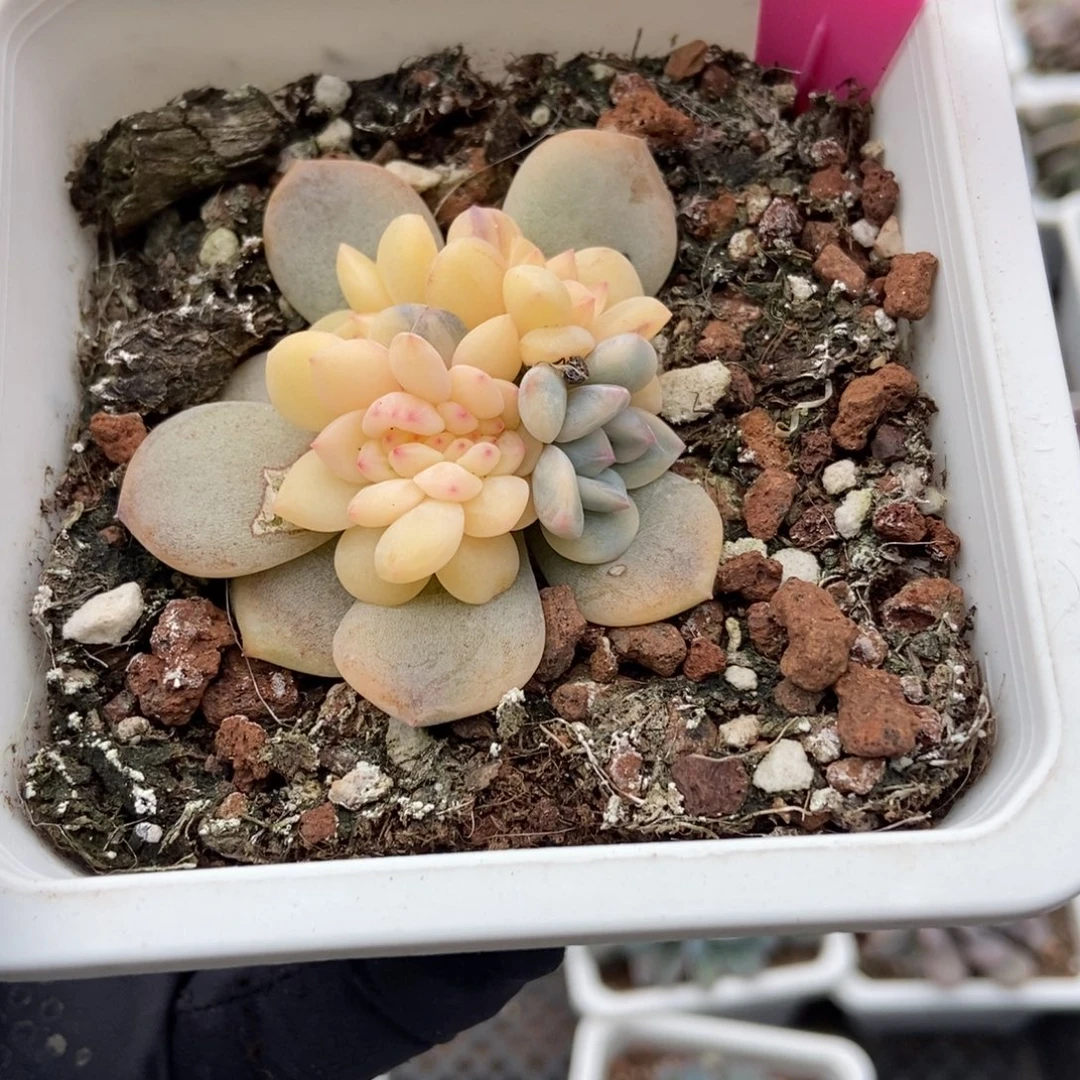 36梦露锦缀多肉植物