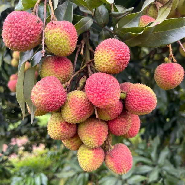 四川泸州合江荔枝妃子笑现摘现发5斤/10斤