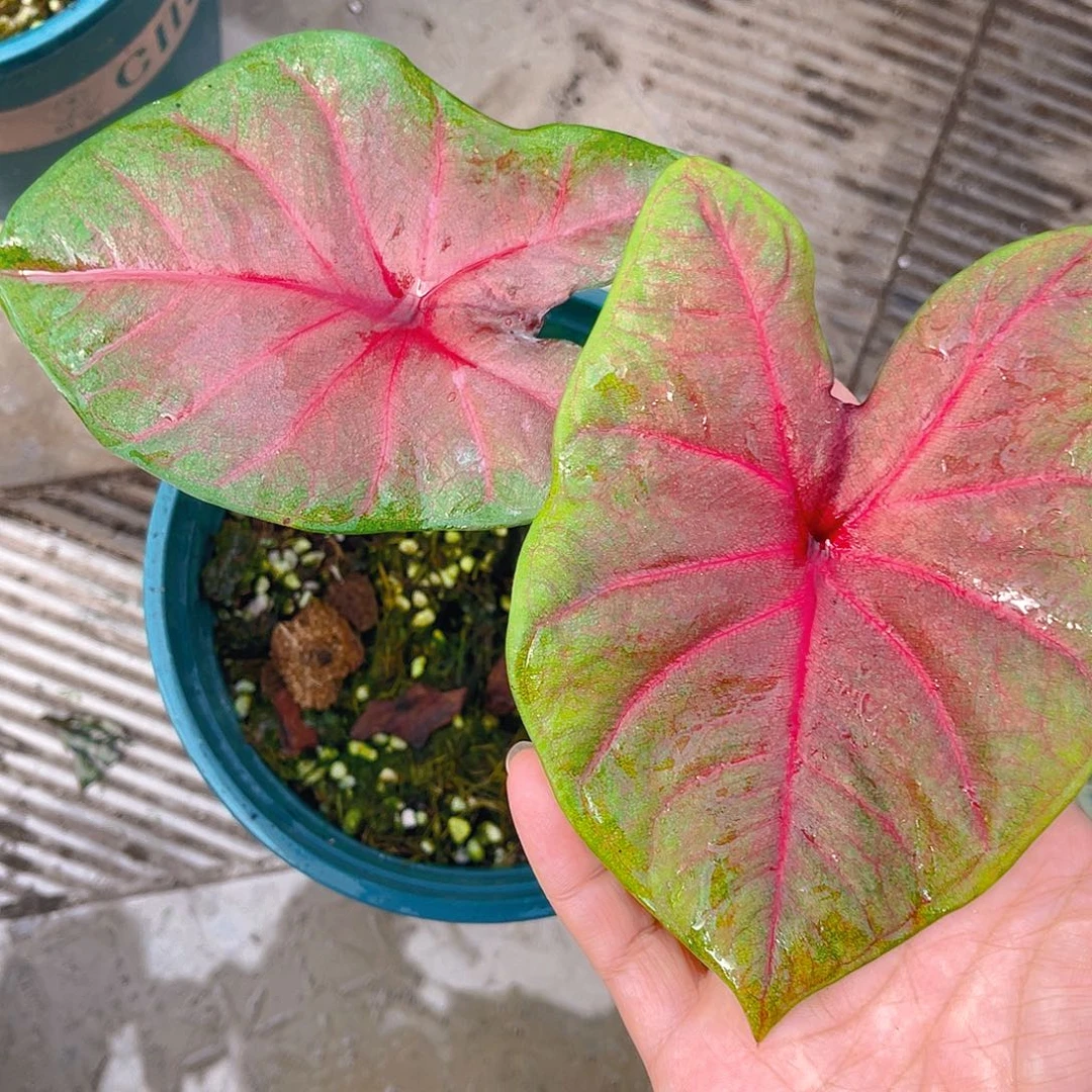 完全开放泰彩一物一拍9177