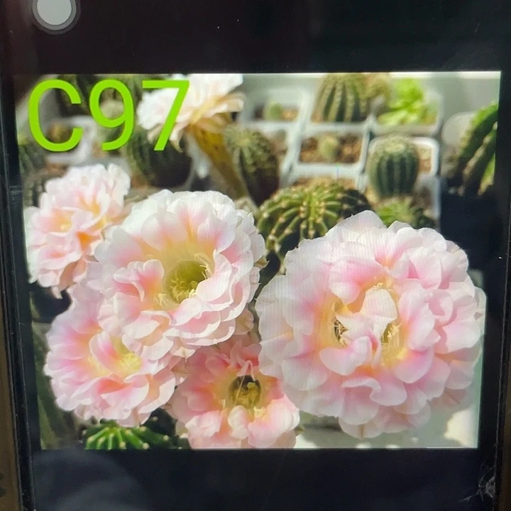 C97连体双胞胎带3个侧牙