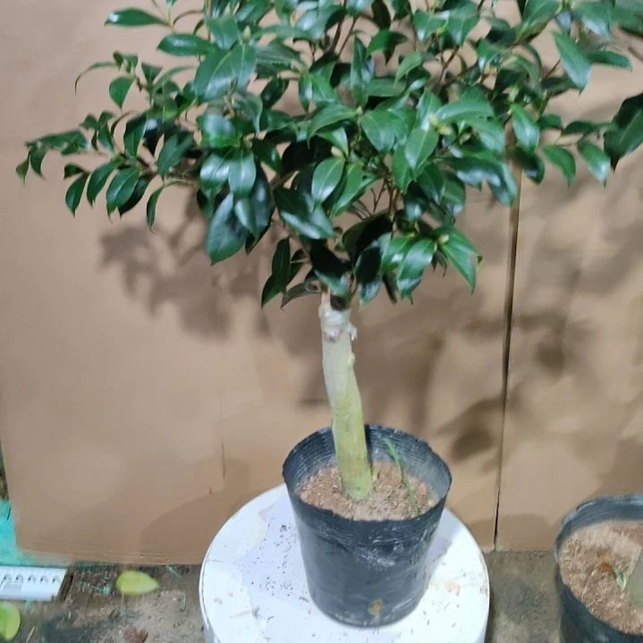 108黑骑士，原盆原土发货，不包邮