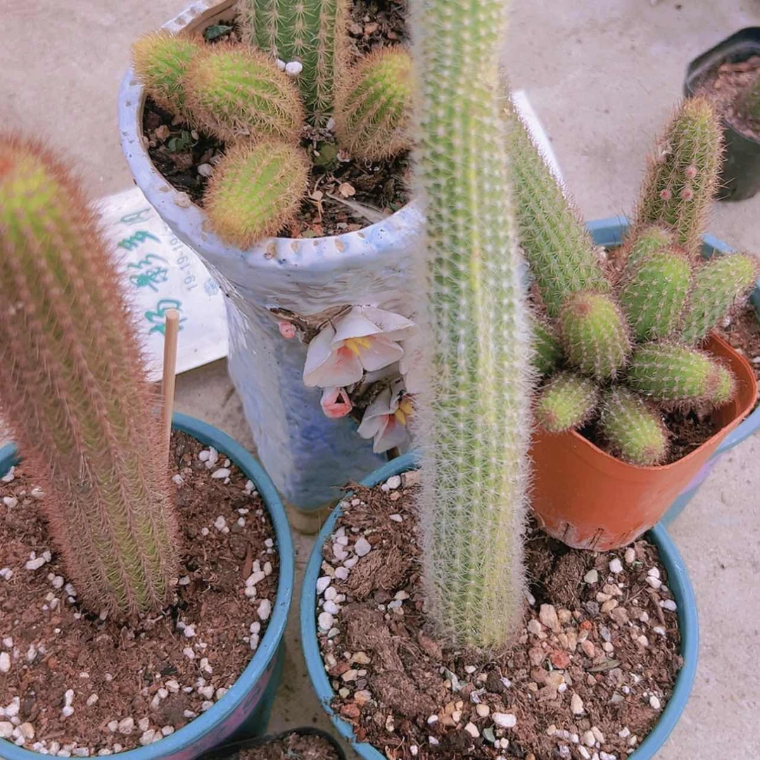 【闪购商品】6盆金妞偏远不拍