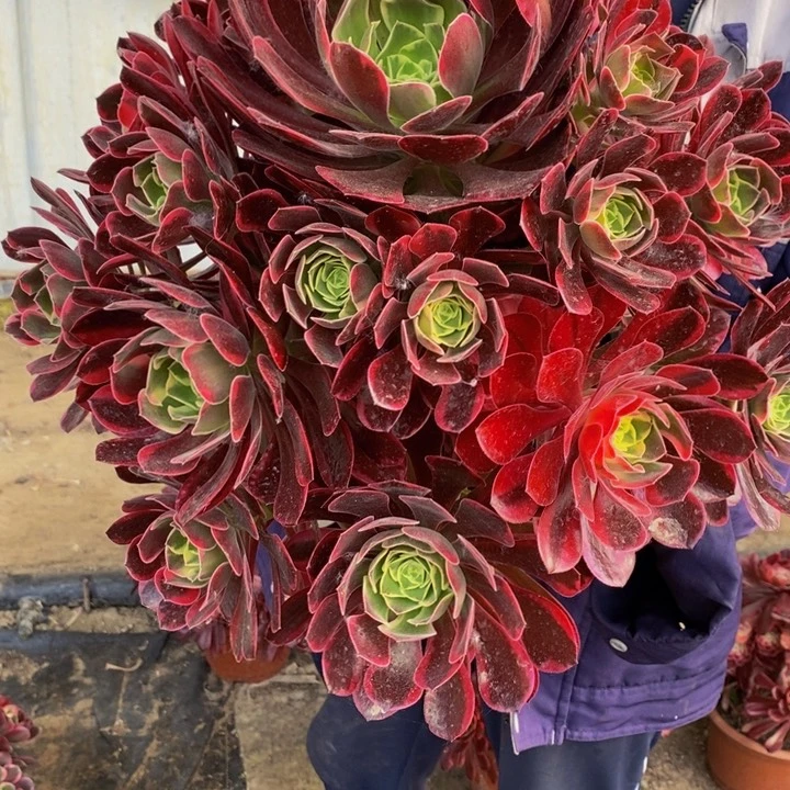 金丝雀多肉多肉1颗