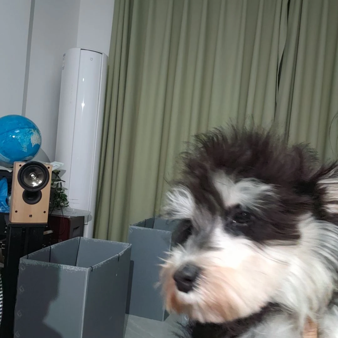 超小体雪纳瑞弟弟不包邮