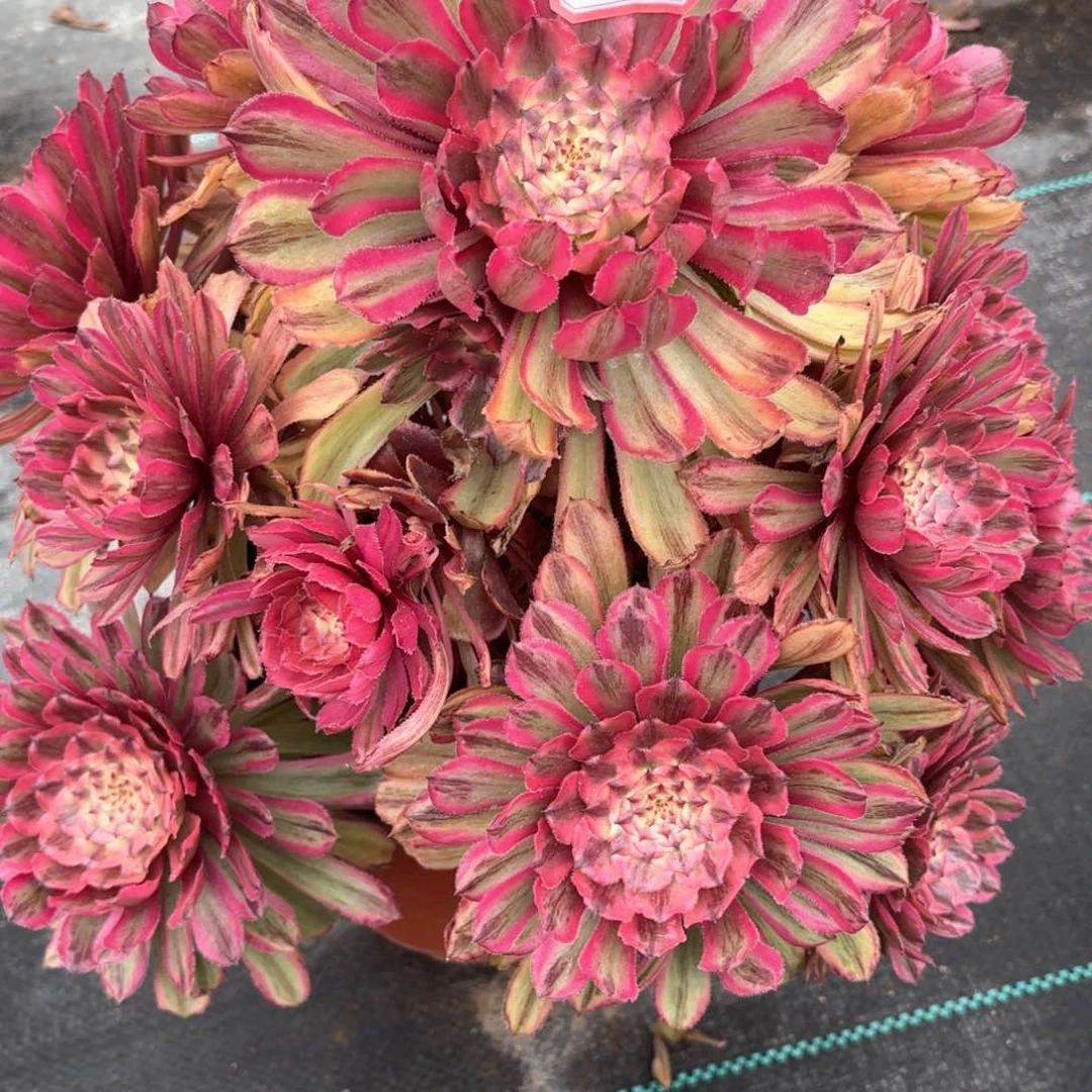 无花朵23黄花梨多肉植物绿植