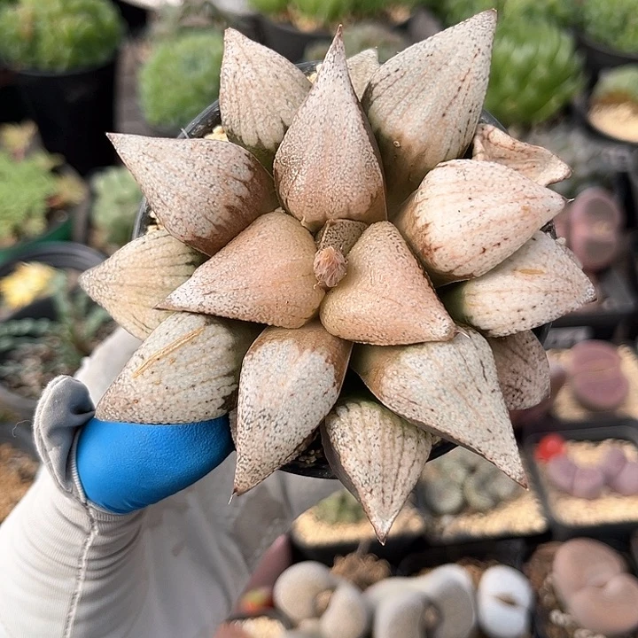 889 实生红白银大母本 带盆土