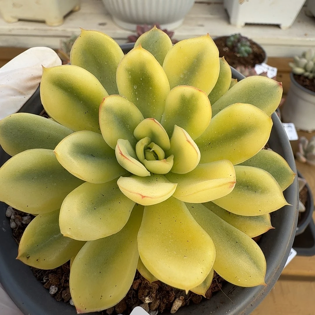 荷花锦1111111220-50