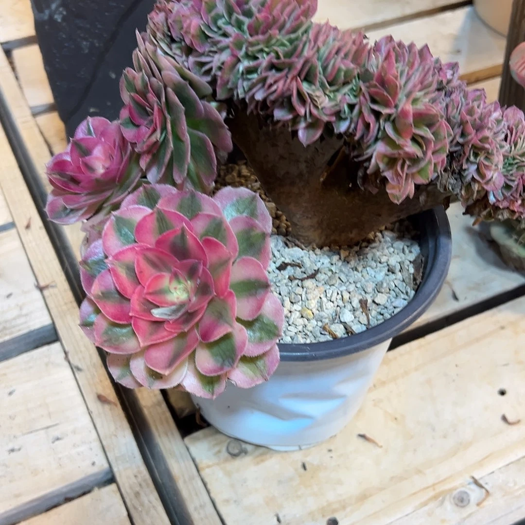 倾城缀化老桩朵缀
