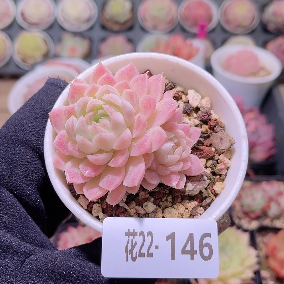 花利美22-146白月影