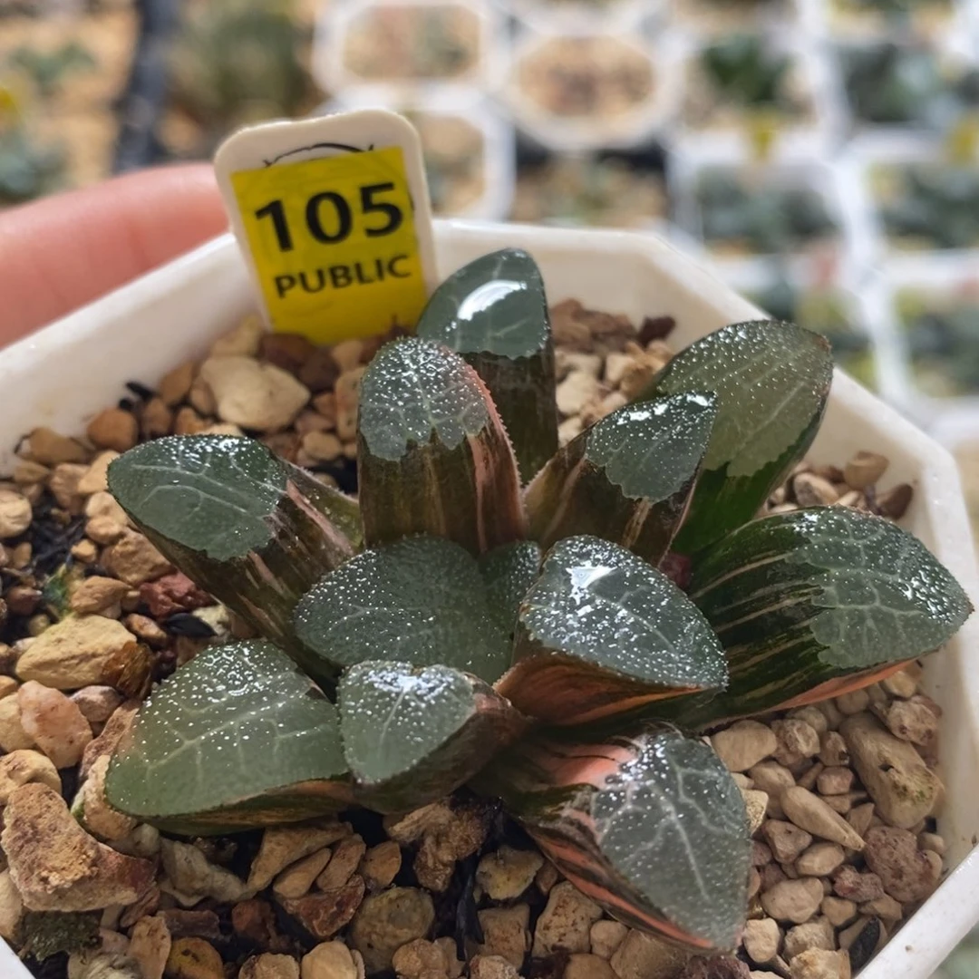 不开花植物105网纹克