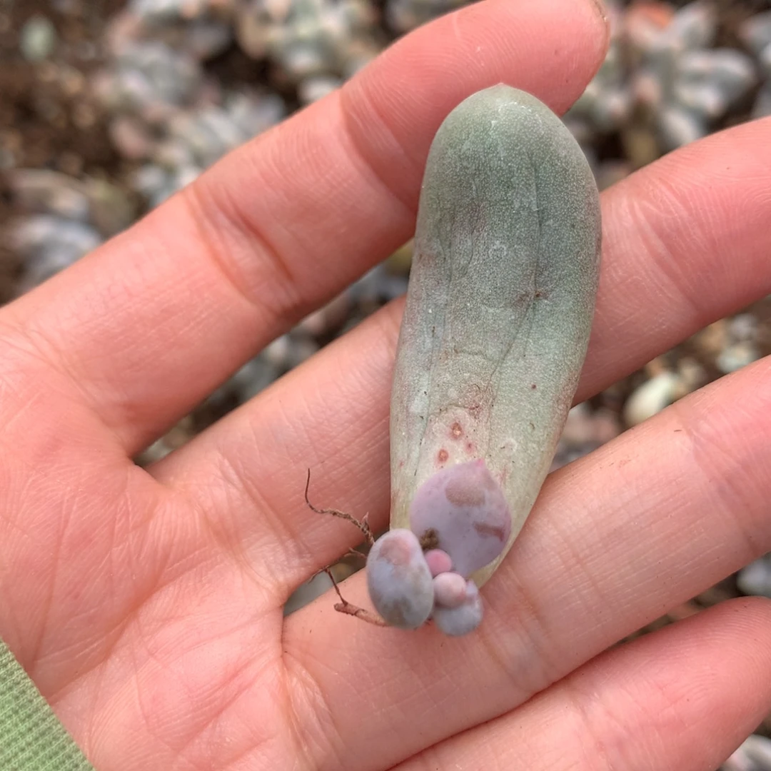 米可奶酪多肉miken