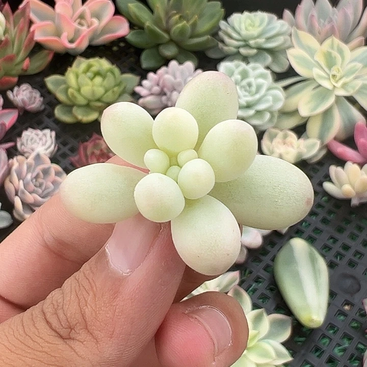 嘤儿手指锦多肉植物