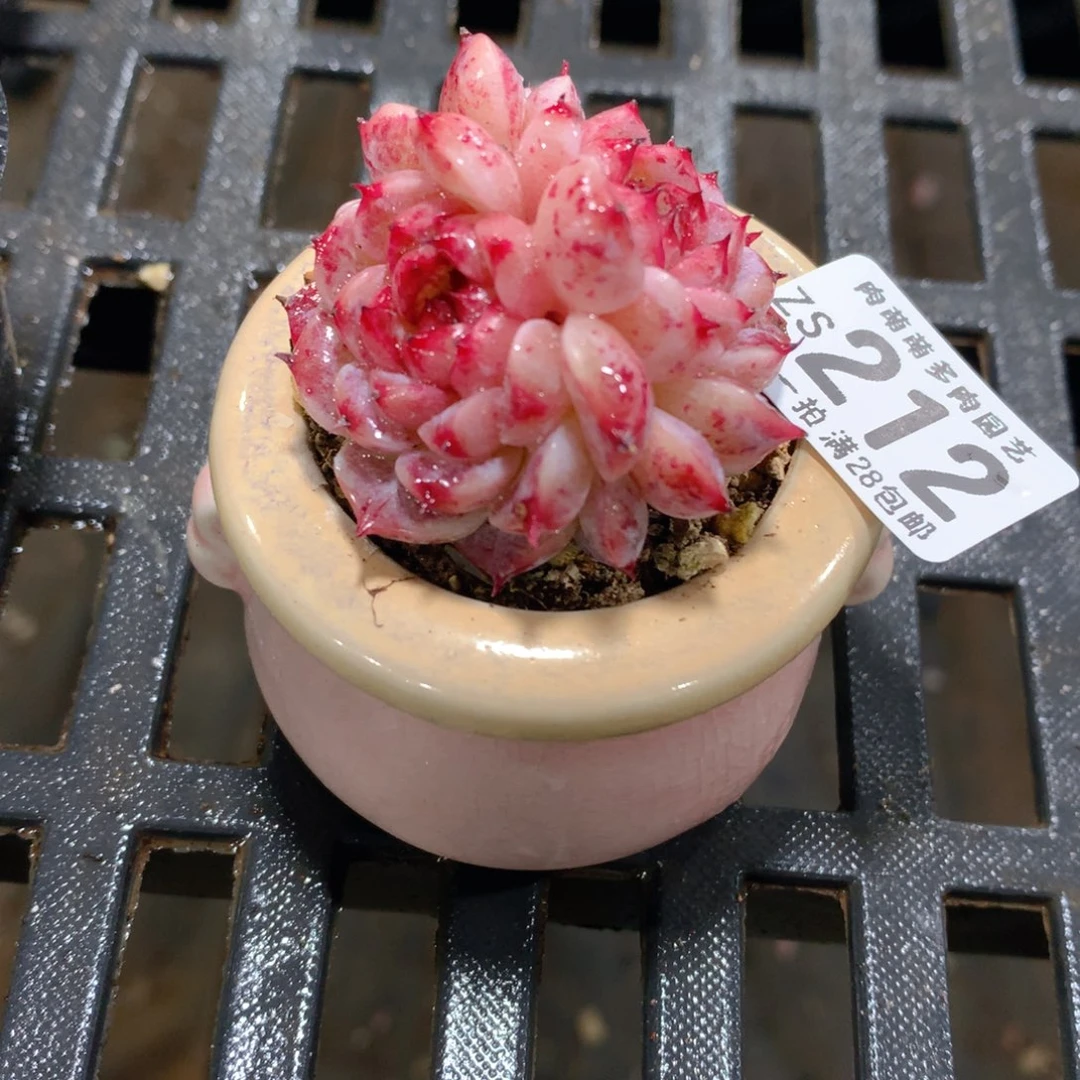 肉萌萌拇指盆精控多肉ZS212