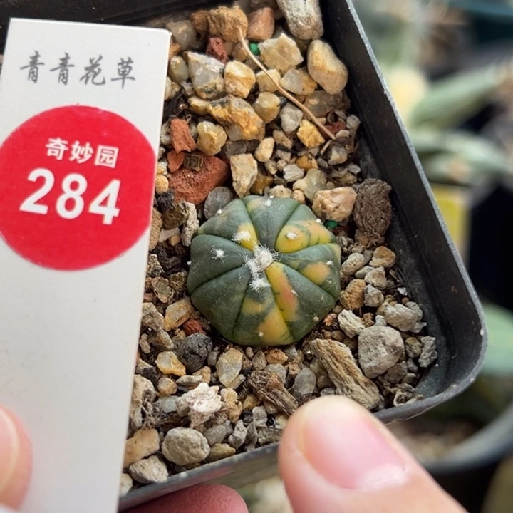 实生花斑海星兜锦2.1cm