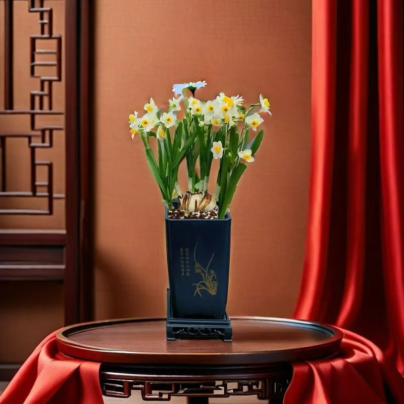 [朵朵]土培款漳州水仙花种球带盆带芽发货高档特级开花浓香好养