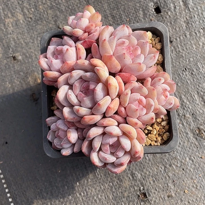 石榴籽平头老庄多肉