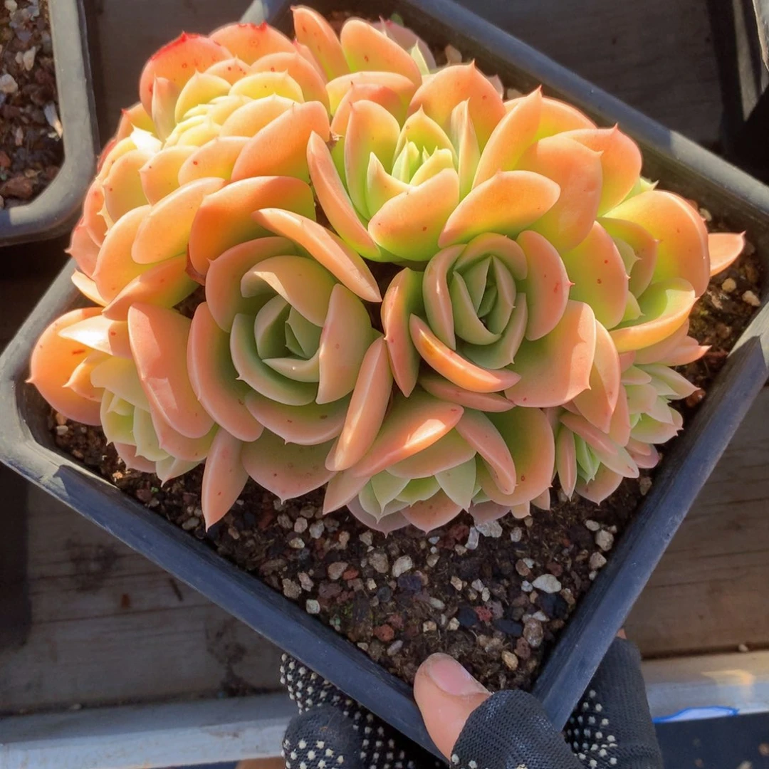 蘭星纳塔14公分一物一拍