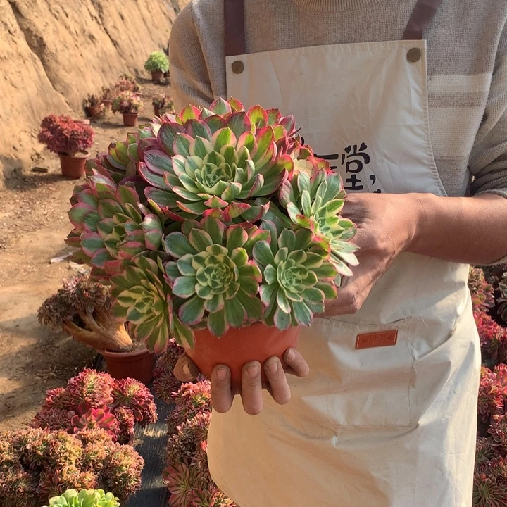 小海王好看好养好看